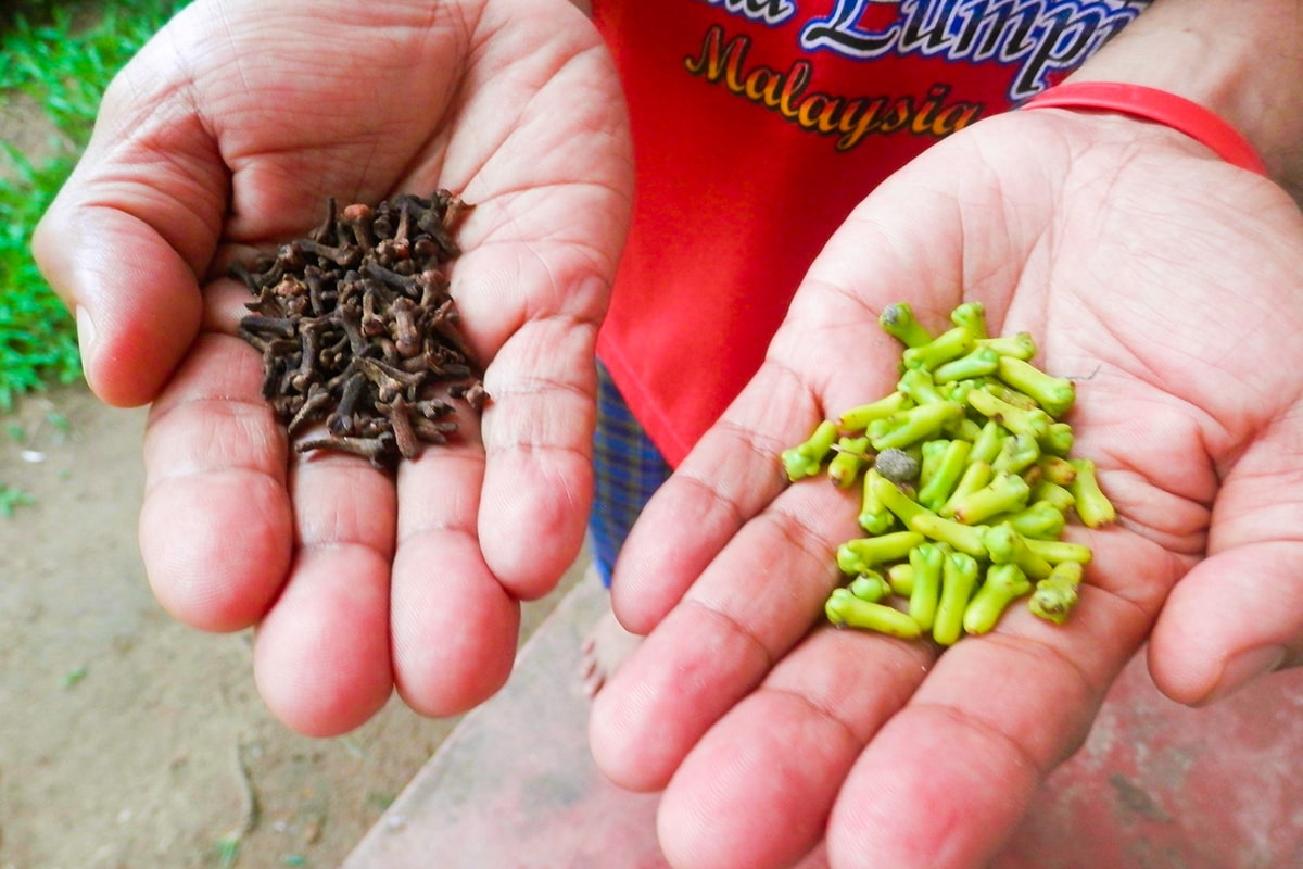 Herbal and Spice Gardens